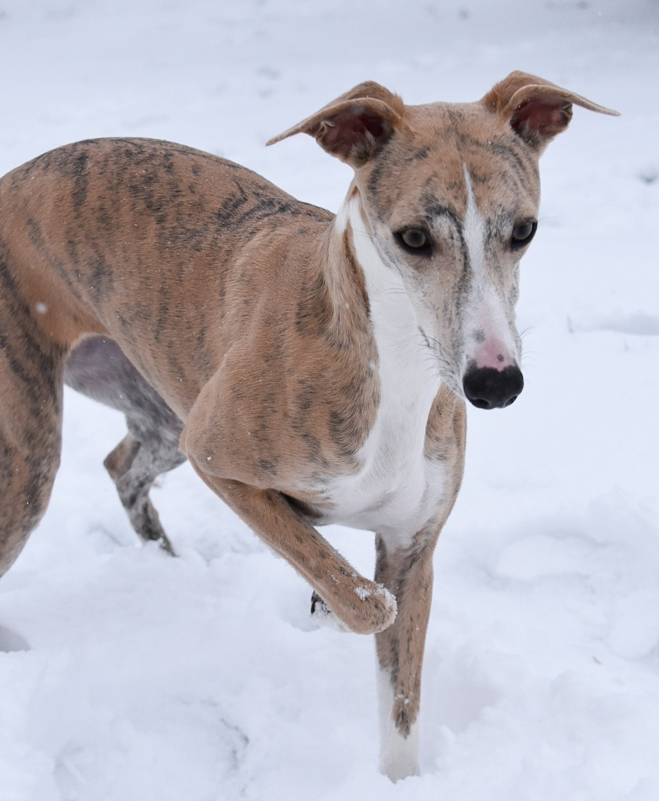 Ambre Du Domaine D'Hémya