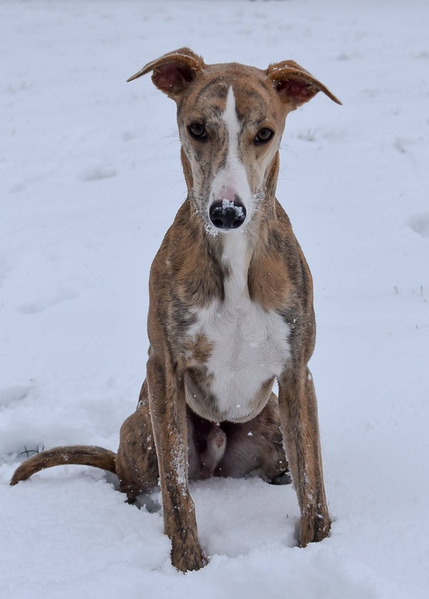 Adamas Du Domaine D'Hémya