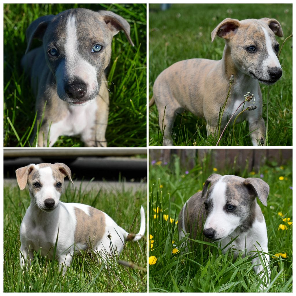 Chiots disponibles 