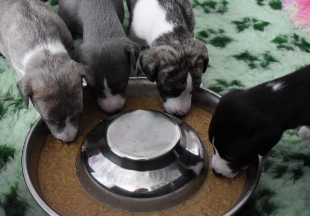 Vie des chiots à l'élevage &#128062;
