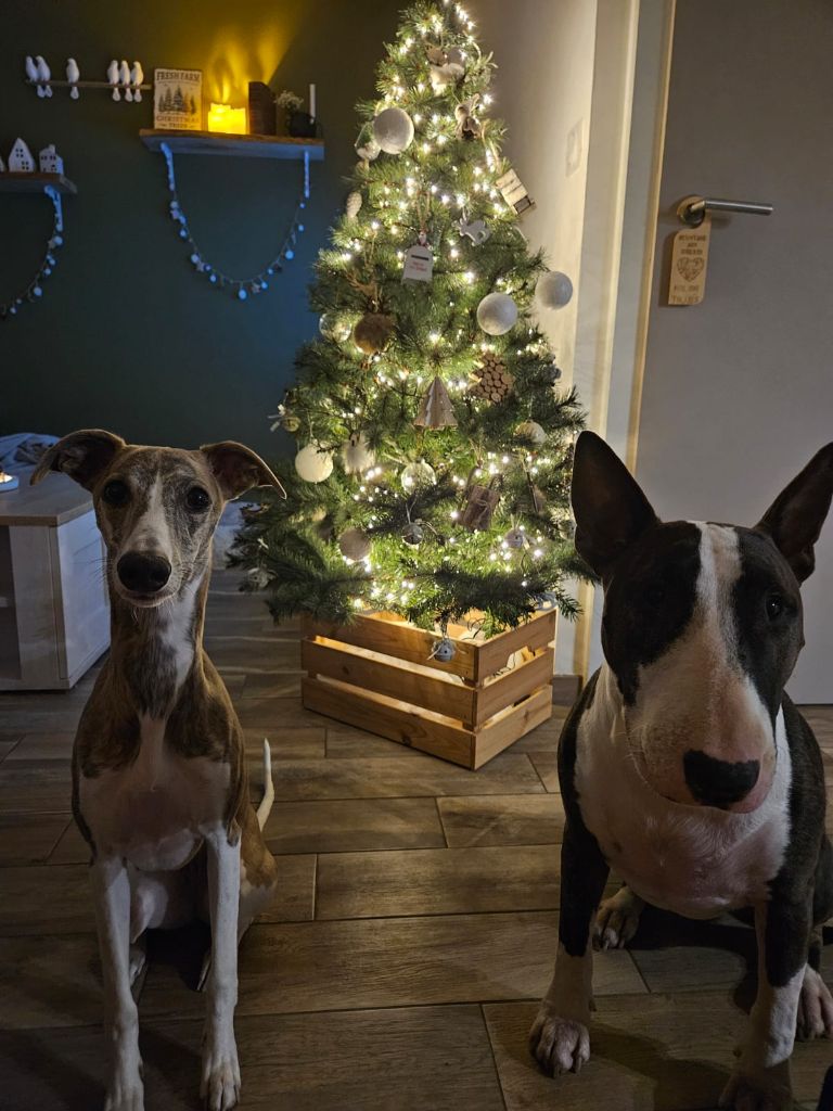 Chiots de l'élevage dans leur famille 