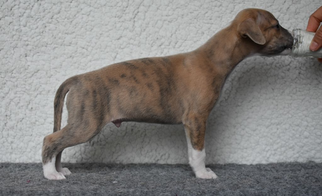 Du Domaine D'Hémya - Chiots disponibles - Whippet