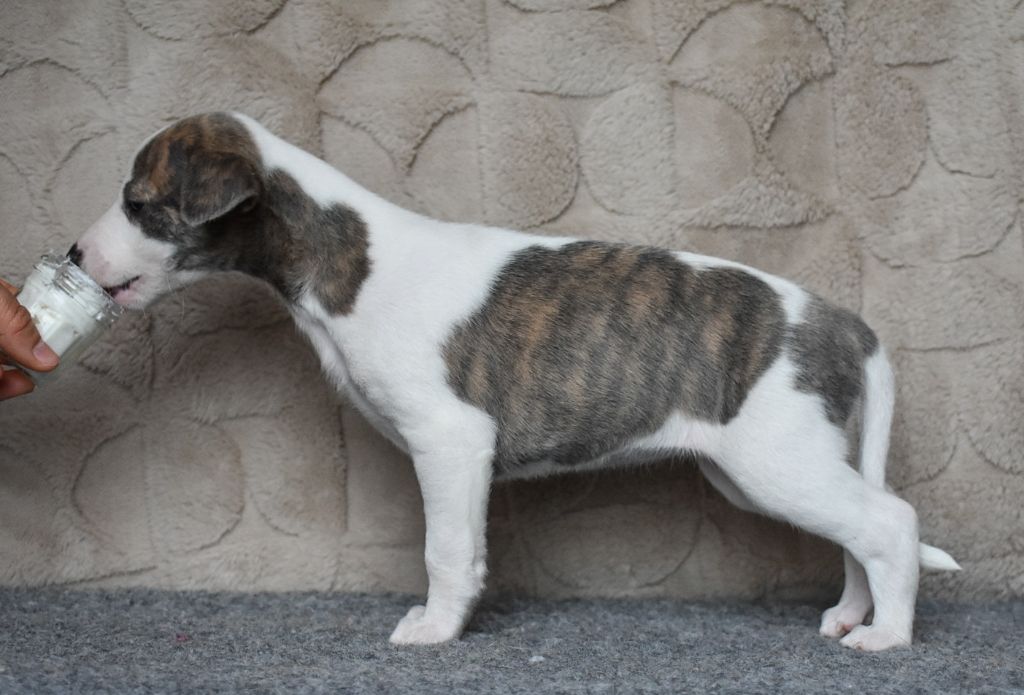 Du Domaine D'Hémya - Chiots disponibles - Whippet