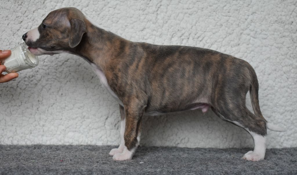Du Domaine D'Hémya - Chiots disponibles - Whippet