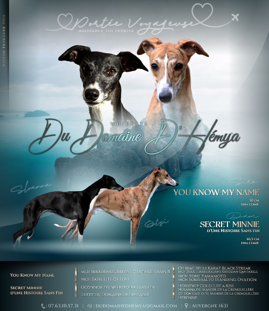 Chiot Whippet Du Domaine D'Hémya