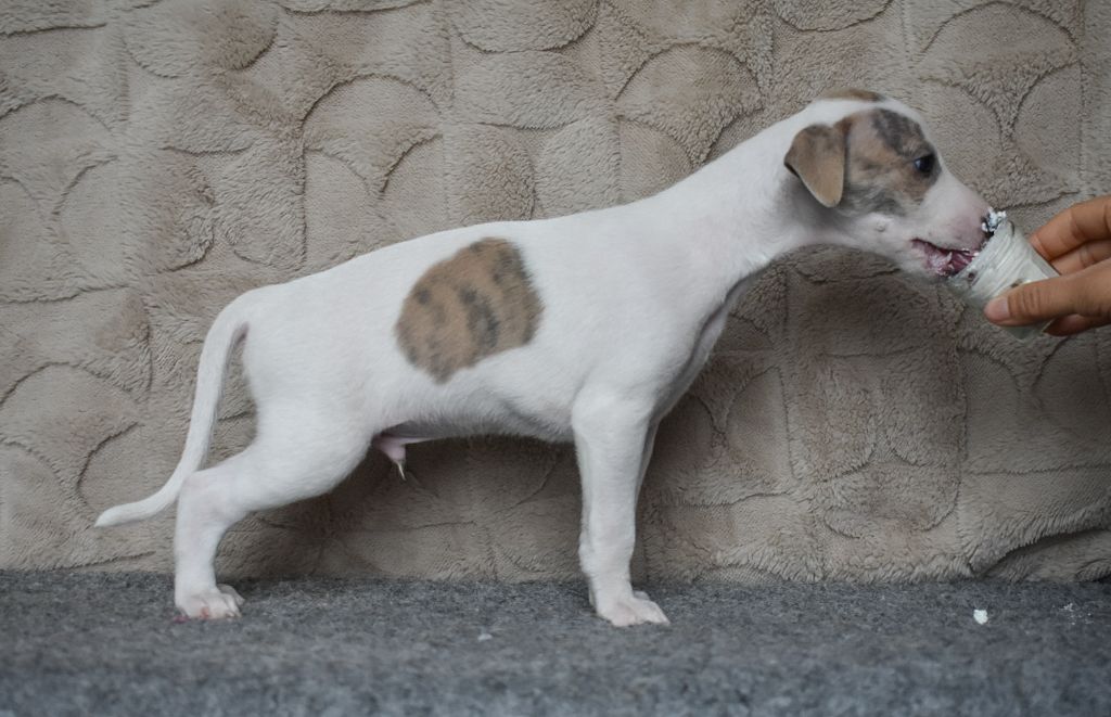 Du Domaine D'Hémya - Chiots disponibles - Whippet