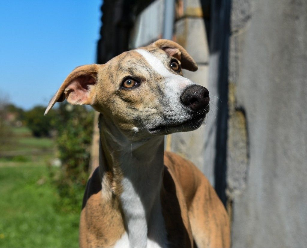 Du Domaine D'Hémya - Chiots disponibles - Whippet